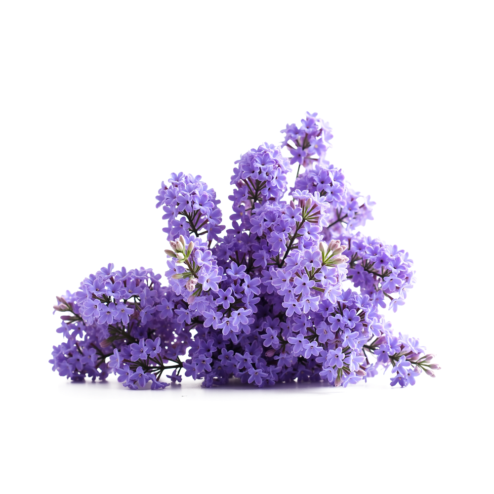 Iced Fruity Terpenes